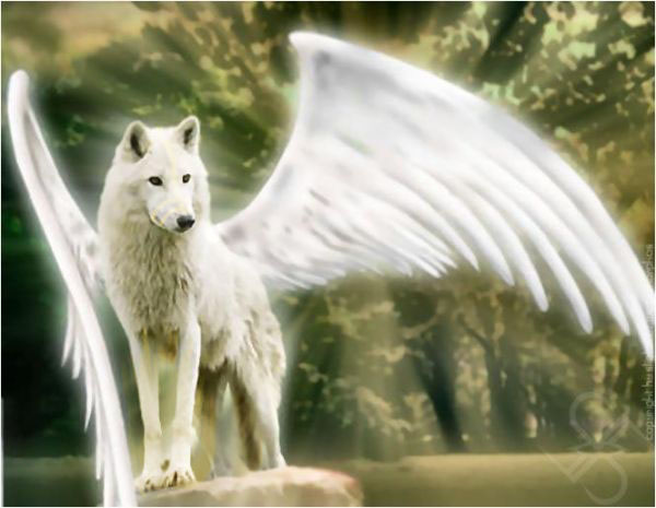 CLUB DE DOMINO ELITE WOLF